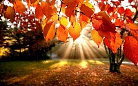 autumn_leaves.jpg